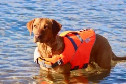 Active Canis koiran kelluntaliivi, XL-XXL| Koiran Pelastusliivit