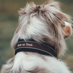 Back on Track Kaulapannat^Charlie kaulapanta, ruskea 40-50 cm