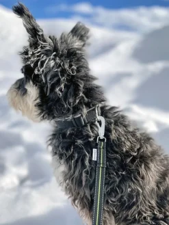 Baggen Expanderkoppel BGB joustollinen hihna, 2,2 m| Taluttimet