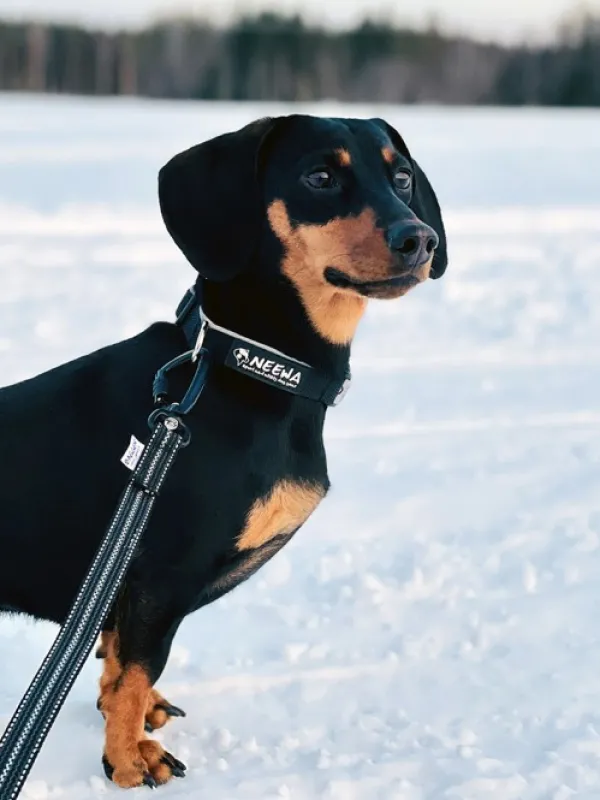 Baggen Taluttimet^Koppel Twistlock talutushihna, 1,9m, harmaa