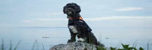 Baltic Mascot koiran pelastusliivit, XS–S, musta/roosa| Pelastusliivit