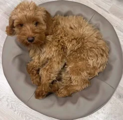 BIA BED Koiranpedit^koiranpeti, koko 0, 50X50X12cm, Camo