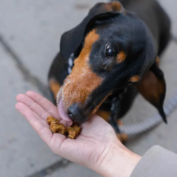 Buddy Beef Training Snackn koiran makupalat, 1 kg| Makupalat