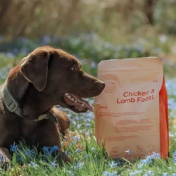Buddy Koiran Kuivaruoka^ Chicken & Lamb Feast kuivaruoka, näytepussi, 100 g