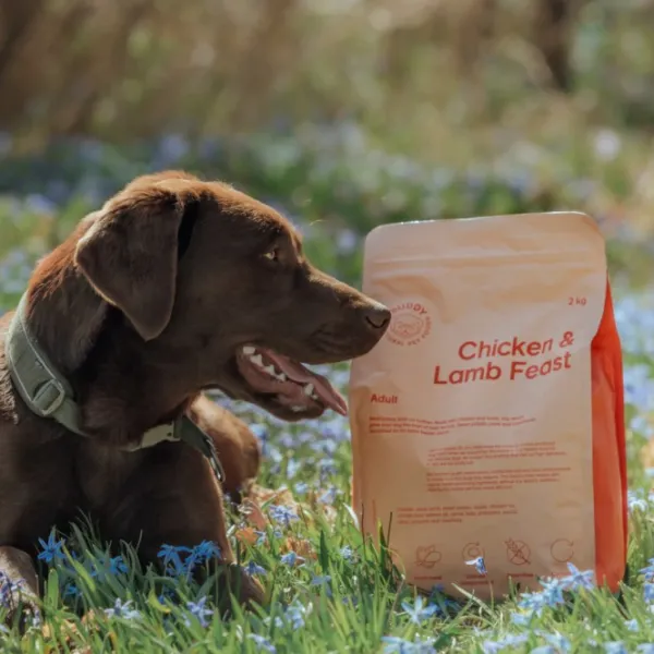 Buddy Koiran Kuivaruoka^ Chicken & Lamb Feast kuivaruoka, 12 kg