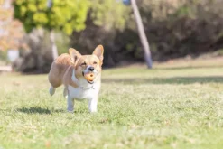 Chuckit! Aktivointilelut^Birthday Ball M