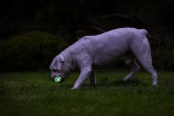 Chuckit! Max Glow Air Fetch Ball M| Aktivointilelut