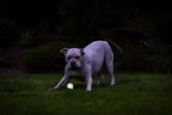 Chuckit! Max Glow Air Fetch Ball M| Aktivointilelut