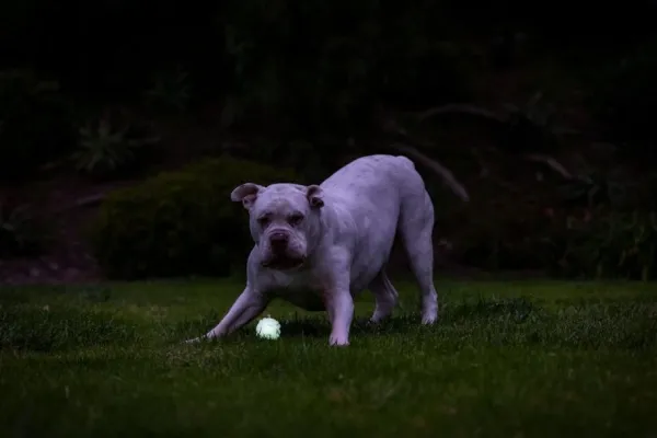 Chuckit! Max Glow Air Fetch Ball M| Aktivointilelut