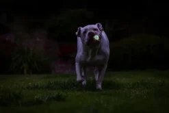 Chuckit! Max Glow Air Fetch Ball M| Aktivointilelut