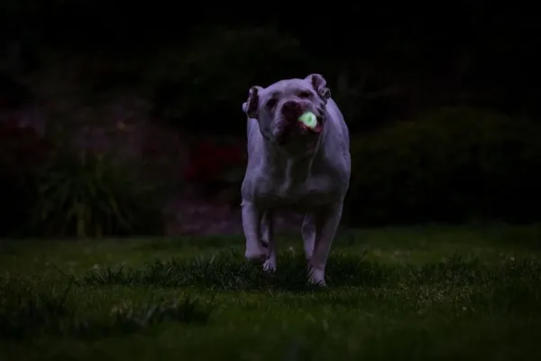 Chuckit! Max Glow Air Fetch Ball M| Aktivointilelut