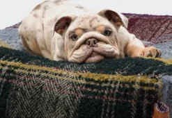 Cloud7 Koiranpedit^Cube Tartan koiranpeti, M, Purple