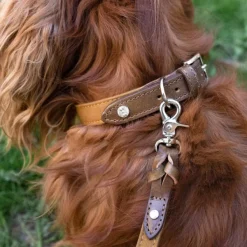 Denjo Dogs Kaulapannat^Signature kaulapanta, M-L, Brown/Mustard