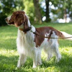 Denjo Dogs Kaulapannat^Signature kaulapanta, M-L, Brown/Mustard