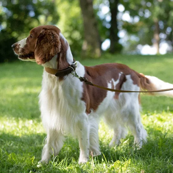 Denjo Dogs Kaulapannat^Signature kaulapanta, M-L, Brown/Mustard