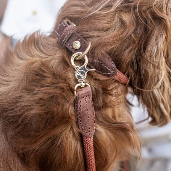 Denjo Dogs Torekov kaulapanta, M - XL, Rusty Bronze| Kaulapannat