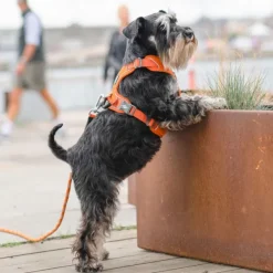 DOG Copenhagen Valjaat^Comfort Walk Pro Harness koiran valjaat, XS, Black