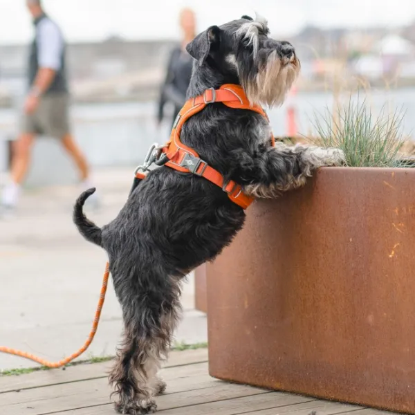 DOG Copenhagen Valjaat^Comfort Walk Pro Harness koiran valjaat, XS, Black