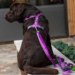 DOG Copenhagen Comfort Walk Air Harness koiran valjaat, L-XL, Black| Valjaat