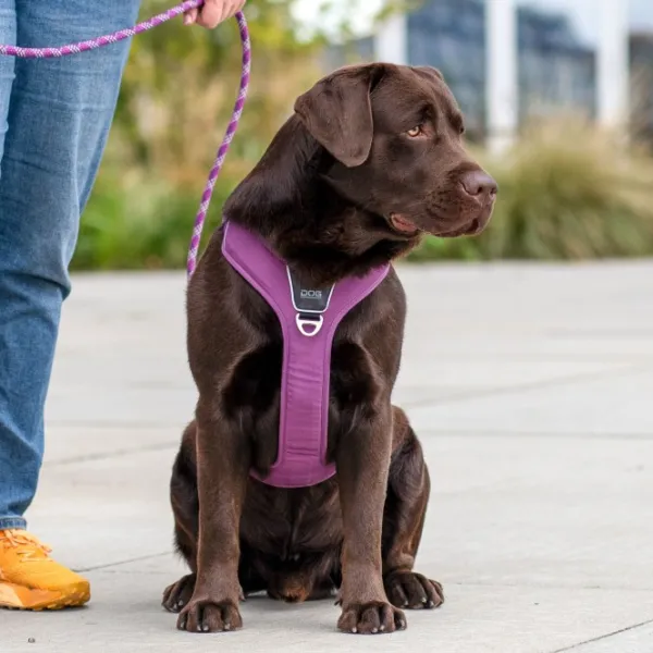 DOG Copenhagen Valjaat^Comfort Walk Pro Harness koiran valjaat, L-XL, Orange Sun