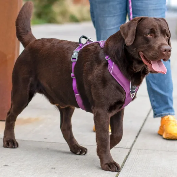 DOG Copenhagen Valjaat^Comfort Walk Pro Harness koiran valjaat, L-XL, Purple Passion