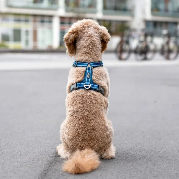 DOG Copenhagen Comfort Walk Air Harness koiran valjaat, S-M, Mocca| Valjaat