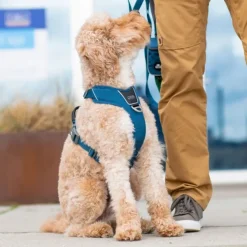 DOG Copenhagen Comfort Walk Pro Harness koiran valjaat, S-M, Orange Sun| Valjaat