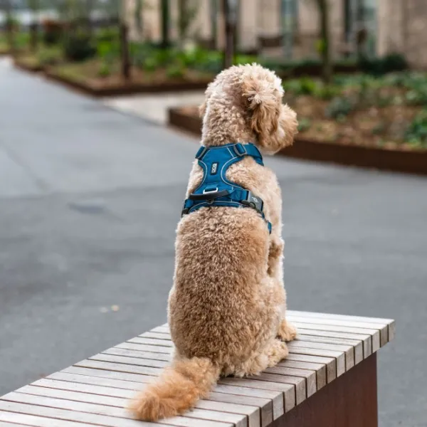 DOG Copenhagen Comfort Walk Pro Harness koiran valjaat, S-M, Orange Sun| Valjaat