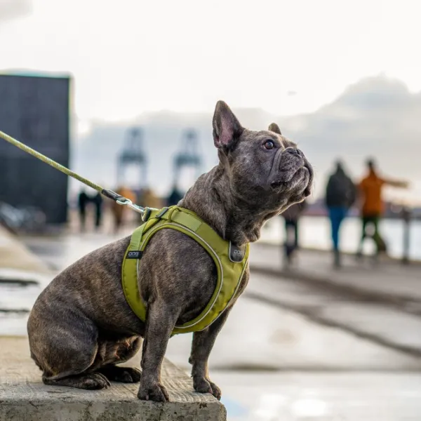 DOG Copenhagen Valjaat^Comfort Walk Go Harness koiran valjaat, XXS-XS, Orange Sun