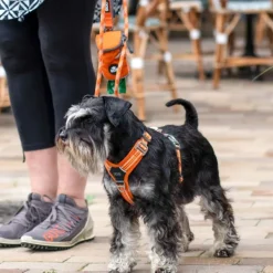 DOG Copenhagen Comfort Walk Air Harness koiran valjaat, XS, Orange Sun| Valjaat