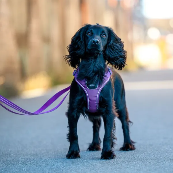 DOG Copenhagen Valjaat^Comfort Walk Go Harness koiran valjaat, M, Mocca