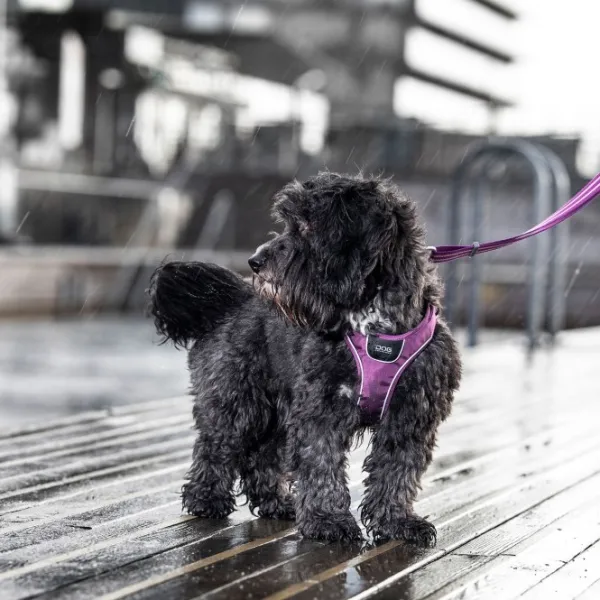 DOG Copenhagen Valjaat^Comfort Walk Go Harness koiran valjaat, M, Mocca