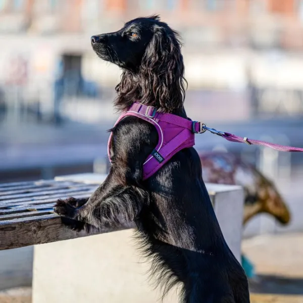 DOG Copenhagen Valjaat^Comfort Walk Go Harness Lemon S