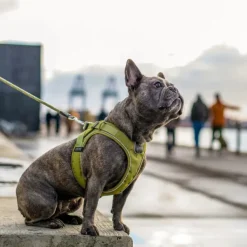 DOG Copenhagen Valjaat^Comfort Walk Go Harness Lemon M