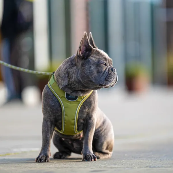 DOG Copenhagen Valjaat^Comfort Walk Go Harness koiran valjaat, XXS-XS, Mocca