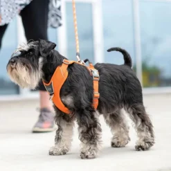 DOG Copenhagen Comfort Walk Pro Harness Lemon XS| Valjaat