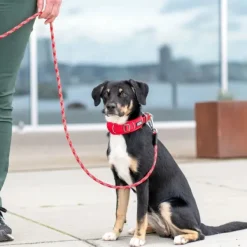 DOG Copenhagen Kaulapannat^Urban Explorer Collar Desert Dune