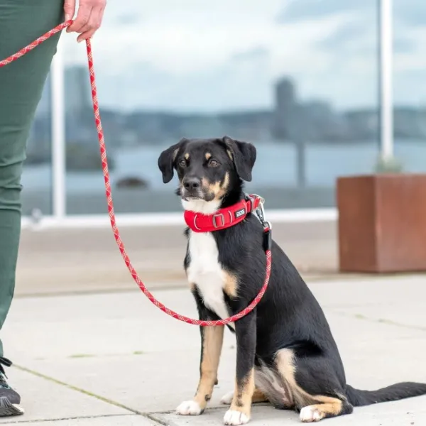 DOG Copenhagen Kaulapannat^Urban Explorer Collar Desert Dune