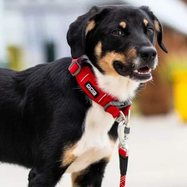 DOG Copenhagen Kaulapannat^Urban Explorer Collar Desert Dune