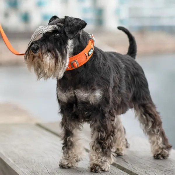 DOG Copenhagen Kaulapannat^Urban Explorer Collar kaulapanta, Purple Passion