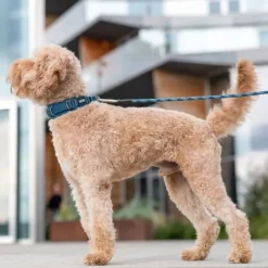 DOG Copenhagen Urban Explorer Collar Lemon| Kaulapannat