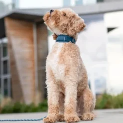 DOG Copenhagen Urban Explorer Collar Lemon| Kaulapannat