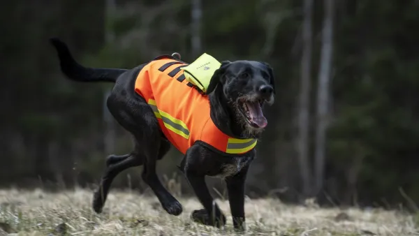 DogTech Koiran Metsästys- Ja Suojaliivit^HiVis Vest koirien huomioliivi