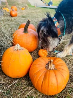 Fiboo Aktivointilelut^kelluva aktivointipallo, keltainen