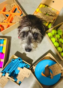 Fiboo kelluva frisbee, 25 cm, vihreä| Noutolelut