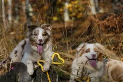 Fiboo Aktivointilelut^kelluva vetolelu, keltainen