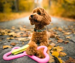 Fiboo Aktivointilelut^kelluva vetolelu, sininen