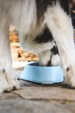 Fiboo Koirankupit^koirankuppi, 400ml, vaaleansininen