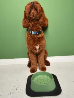 Fiboo koirankuppi, 400ml, vihreä| Koirankupit