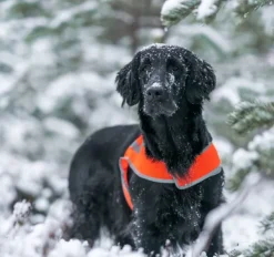 FinNero ATTE huomioliivi, S, oranssi| Vilkkuvalot Ja Huomiotuotteet
